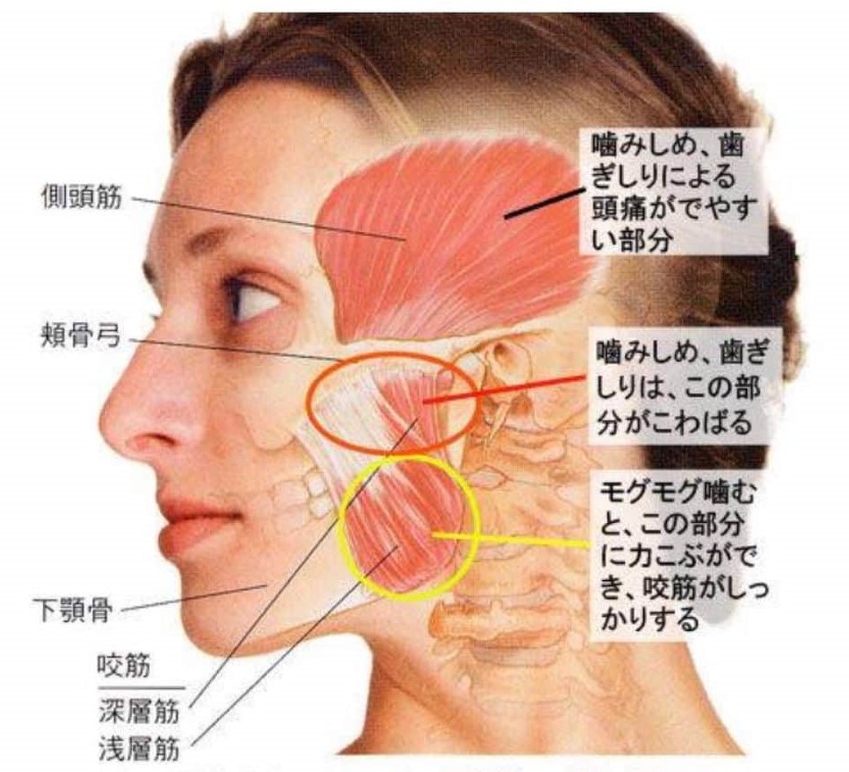 顔筋の構造